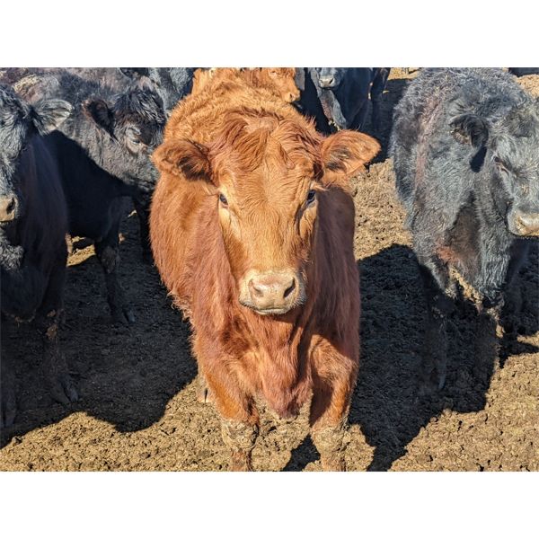 Spruceville Cattle Co. - 750# Heifers - 120 Head (Castor, AB)