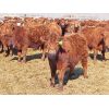 Image 2 : Breault Ranching Ltd. - 665# Steers - 90 Head (Ste. Rose, MB)