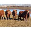 Image 7 : Breault Ranching Ltd. - 665# Steers - 90 Head (Ste. Rose, MB)