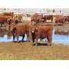 Image 8 : Breault Ranching Ltd. - 665# Steers - 90 Head (Ste. Rose, MB)