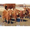 Image 9 : Breault Ranching Ltd. - 665# Steers - 90 Head (Ste. Rose, MB)
