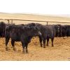 Image 10 : Okraincee Land & Cattle Co. - 775# Heifers - 60 Head (Glentworth, SK)