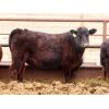Image 11 : Okraincee Land & Cattle Co. - 775# Heifers - 60 Head (Glentworth, SK)