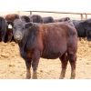 Image 13 : Okraincee Land & Cattle Co. - 775# Heifers - 60 Head (Glentworth, SK)