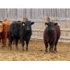 Image 14 : Okraincee Land & Cattle Co. - 775# Heifers - 60 Head (Glentworth, SK)