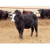 Image 3 : Okraincee Land & Cattle Co. - 775# Heifers - 60 Head (Glentworth, SK)