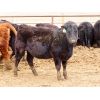 Image 5 : Okraincee Land & Cattle Co. - 775# Heifers - 60 Head (Glentworth, SK)