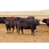 Image 6 : Okraincee Land & Cattle Co. - 775# Heifers - 60 Head (Glentworth, SK)