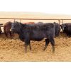 Image 8 : Okraincee Land & Cattle Co. - 775# Heifers - 60 Head (Glentworth, SK)