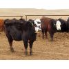 Image 9 : Okraincee Land & Cattle Co. - 775# Heifers - 60 Head (Glentworth, SK)