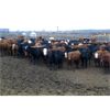 Image 2 : Bleamac Enterprises - 975# Steers - 170 Head (Paradise Valley, AB)