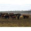 Image 5 : Bleamac Enterprises - 975# Steers - 170 Head (Paradise Valley, AB)