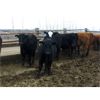 Image 6 : Bleamac Enterprises - 975# Steers - 170 Head (Paradise Valley, AB)