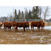 Image 2 : CL Ranches Ltd. - 760# Heifers - 60 Head (Cochrane, AB)