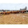 Image 4 : CL Ranches Ltd. - 760# Heifers - 60 Head (Cochrane, AB)