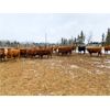 Image 5 : CL Ranches Ltd. - 760# Heifers - 60 Head (Cochrane, AB)