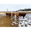 Image 6 : CL Ranches Ltd. - 760# Heifers - 60 Head (Cochrane, AB)