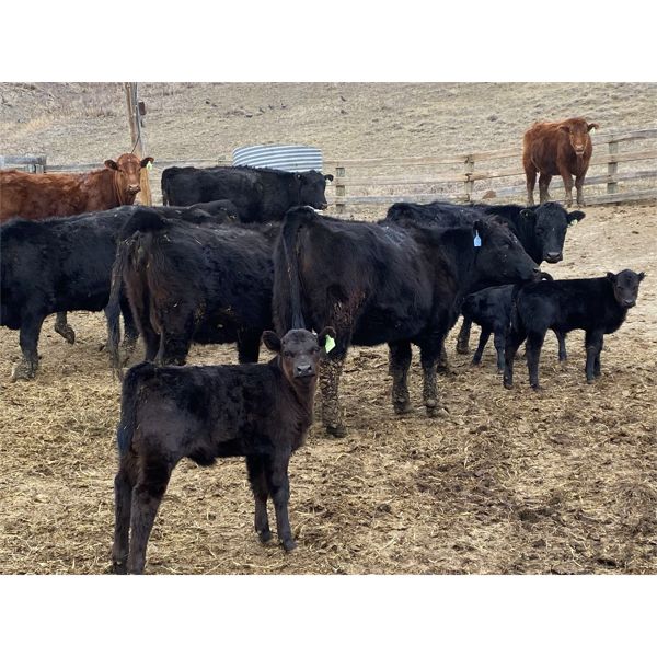 Don & Carmen Howard - 6 Black 1st Calf Pairs (Munson, AB)