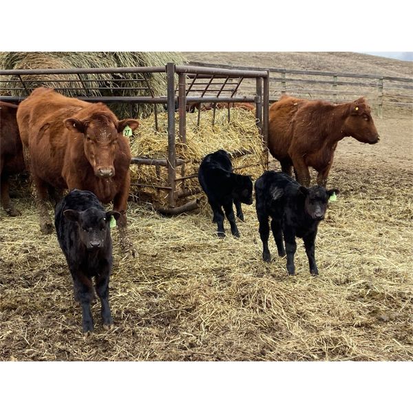 Don & Carmen Howard - 15 Red 1st Calf Pairs (Munson, AB)