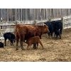 Image 4 : Don & Carmen Howard - 15 Red 1st Calf Pairs (Munson, AB)