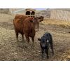 Image 6 : Don & Carmen Howard - 15 Red 1st Calf Pairs (Munson, AB)