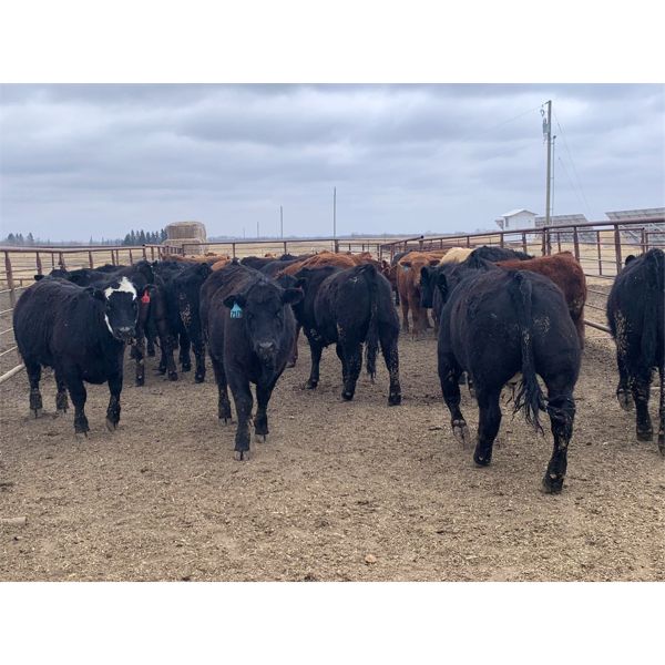 Rice Farms - 950# Steers - 130 Head (Lacombe, AB)