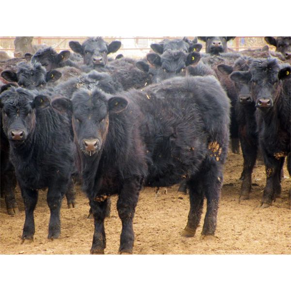 Bullpound Ranch - 783# Heifers - 79 Head (Pollockville, AB)