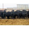Image 2 : Bullpound Ranch - 783# Heifers - 79 Head (Pollockville, AB)