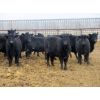Image 3 : Bullpound Ranch - 783# Heifers - 79 Head (Pollockville, AB)