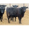 Image 4 : Bullpound Ranch - 783# Heifers - 79 Head (Pollockville, AB)
