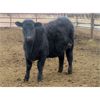 Image 5 : Bullpound Ranch - 783# Heifers - 79 Head (Pollockville, AB)