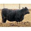 Image 6 : Bullpound Ranch - 783# Heifers - 79 Head (Pollockville, AB)
