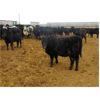 Image 7 : Bullpound Ranch - 783# Heifers - 79 Head (Pollockville, AB)