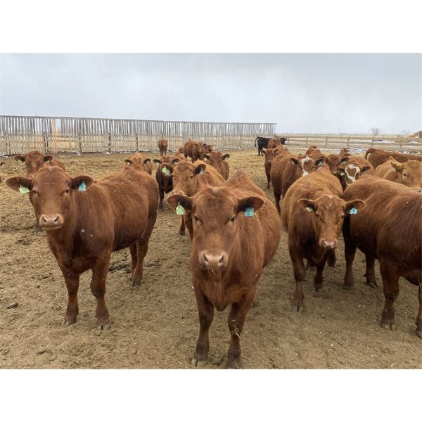 Wayne & Brian Slenders - 925# Steers - 66 Head (Scandia, AB)