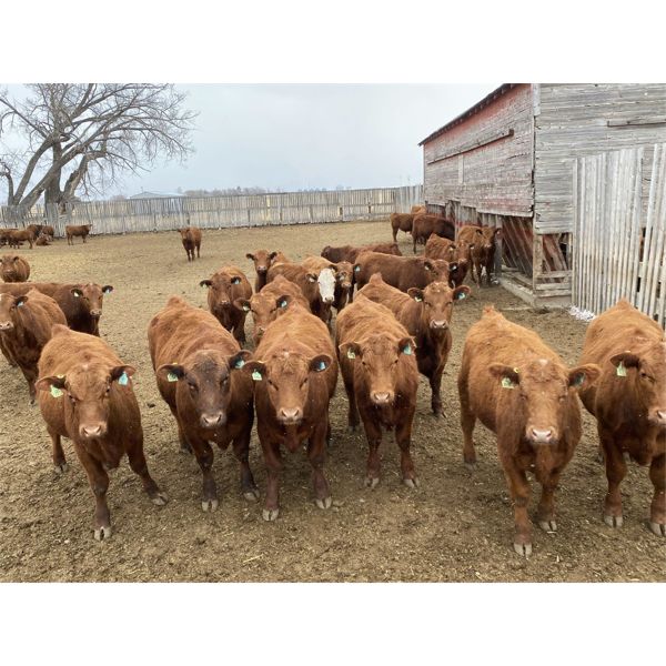 Wayne & Brian Slenders - 825# Steers - 50 Head (Scandia, AB)