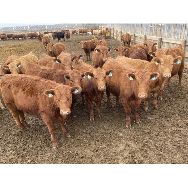 Wayne & Brian Slenders - 825# Heifers - 75 Head (Scandia, AB)