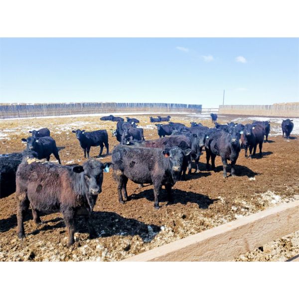 East Hilltop Holdings - 800# Heifers - 70 Head (Carstairs, AB)