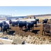 Image 2 : East Hilltop Holdings - 800# Heifers - 70 Head (Carstairs, AB)