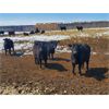 Image 3 : East Hilltop Holdings - 800# Heifers - 70 Head (Carstairs, AB)