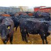 Image 4 : East Hilltop Holdings - 800# Heifers - 70 Head (Carstairs, AB)