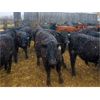 Image 5 : East Hilltop Holdings - 800# Heifers - 70 Head (Carstairs, AB)