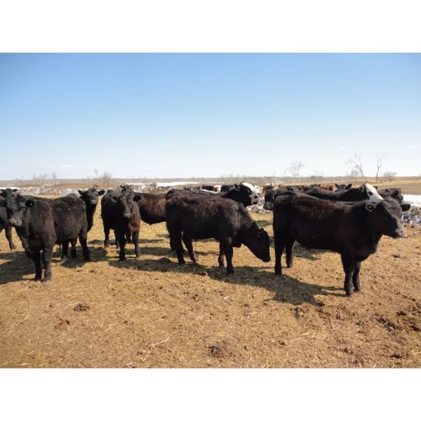 Tony Groenewoud - 1025# Steers - 300 Head (Turtleford, SK)