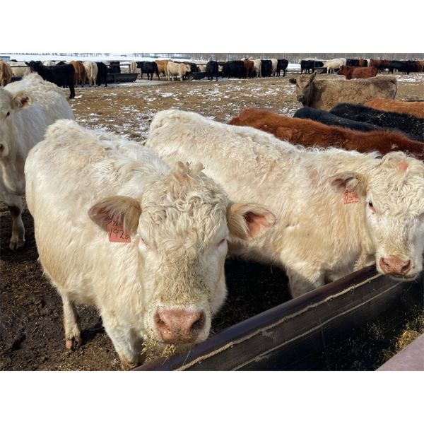 Allanville Farms - 13 3rd & 4th Calf Pairs (Tisdale, SK)