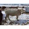 Image 6 : Allanville Farms - 13 3rd & 4th Calf Pairs (Tisdale, SK)