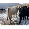Image 7 : Allanville Farms - 13 3rd & 4th Calf Pairs (Tisdale, SK)