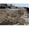 Image 8 : Allanville Farms - 13 3rd & 4th Calf Pairs (Tisdale, SK)