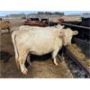 Image 2 : Allanville Farms - 19 5th to 10th Calf Pairs (Tisdale, SK)
