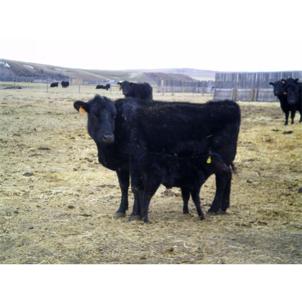 Cayley Farming Company - 30 Black Angus X Pairs (Cayley, AB)