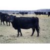 Image 2 : Cayley Farming Company - 30 Black Angus X Pairs (Cayley, AB)
