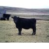 Image 3 : Cayley Farming Company - 30 Black Angus X Pairs (Cayley, AB)